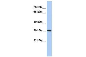 YWHAE antibody (70R-10461) used at 0. (YWHAE antibody  (Middle Region))