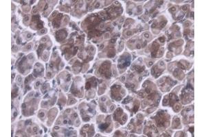 #VALUE! (MRPL1 antibody  (AA 143-336))