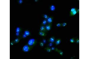 Immunofluorescence staining of Hela cells with ABIN7165779 at 1:100, counter-stained with DAPI. (MAEL antibody  (AA 1-200))