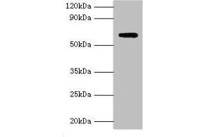 Western blot All lanes: Anti-Muellerian hormone type-2 receptor antibody at 15 μg/mL + Mouse brain tissue Secondary Goat polyclonal to rabbit IgG at 1/10000 dilution Predicted band size: 63, 53, 52 kDa Observed band size: 63 kDa (AMHR2 antibody  (AA 18-149))