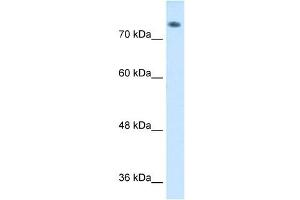 ABP1 antibody used at 1 ug/ml to detect target protein.