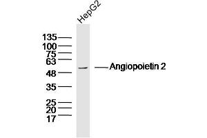 HepG2 lysates probed with Angiopoietin 2 Polyclonal Antibody, Unconjugated  at 1:300 dilution and 4˚C overnight incubation. (Angiopoietin 2 antibody  (AA 401-496))