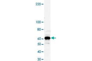 Western blot analysis of bacterial lysate of MBP-fused antigen protein with Myst4 polyclonal antibody .