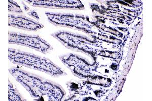 HnRNP A1 was detected in paraffin-embedded sections of mouse intestine tissues using rabbit anti- HnRNP A1 Antigen Affinity purified polyclonal antibody (Catalog # ) at 1 µg/mL. (HNRNPA1 antibody  (N-Term))