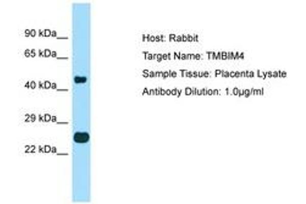 TMBIM4 antibody  (AA 110-159)