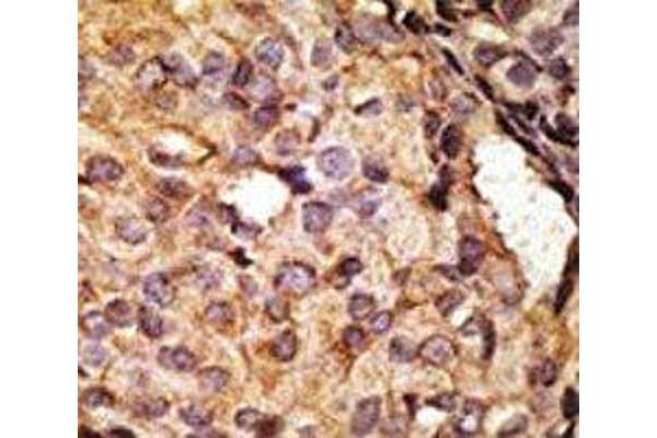 TLR6 antibody  (AA 722-753)