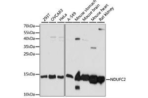 Western blot analysis of extracts of various cell lines, using NDUFC2 antibody (ABIN6293685) at 1:1000 dilution.