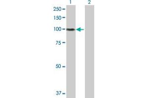 Western Blot analysis of ITGB5 expression in transfected 293T cell line by ITGB5 MaxPab rabbit polyclonal antibody. (Integrin beta 5 antibody  (AA 1-799))