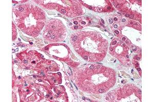 Anti-UBE2N antibody IHC of human kidney. (UBE2N antibody  (C-Term))