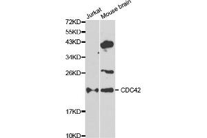 Western blot analysis of extracts of various cell lines, using CDC42 antibody (ABIN5970534) at 1/1000 dilution. (CDC42 antibody)