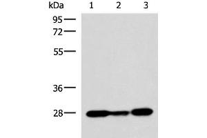 Western blot analysis of 293T K562 NIH/3T3 cell lysates using VEGFA Polyclonal Antibody at dilution of 1:1150 (VEGFA antibody)