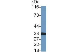 Detection of NGF in Porcine Skin lysate using Polyclonal Antibody to Nerve Growth Factor (NGF) (Nerve Growth Factor antibody  (AA 122-241))