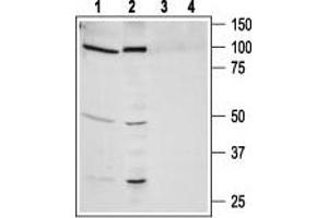 Western blot analysis of human lung carcinoma NCI-H526 (lanes 1 and 3) and human prostate carcinoma PC-3 (lanes 2 and 4) cell line lysates: - 1,2. (NMBR antibody  (3rd Intracellular Loop))