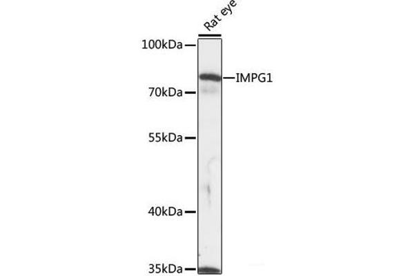 IMPG1 抗体