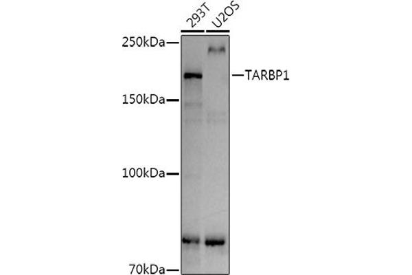 TARBP1 antibody