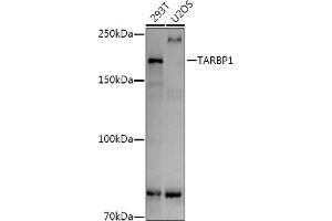 Western blot analysis of extracts of various cell lines, using T antibody (ABIN7270728) at 1:1000 dilution. (TARBP1 antibody)