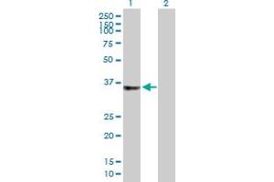 Western Blot analysis of C2orf43 expression in transfected 293T cell line by C2orf43 MaxPab polyclonal antibody. (LDAH/C2orf43 antibody  (AA 1-325))