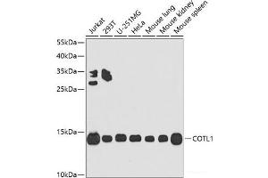 Western blot analysis of extracts of various cell lines using COTL1 Polyclonal Antibody at dilution of 1:1000. (COTL1 antibody)