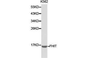 Western Blotting (WB) image for anti-Fragile Histidine Triad (FHIT) antibody (ABIN1872693) (FHIT antibody)