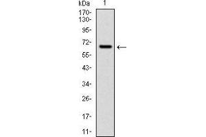 Western blot analysis using CYP1A1 mAb against human CYP1A1 (AA: 203-461) recombinant protein. (CYP1A1 antibody)