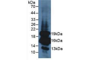 Western blot analysis of Mouse Pancreas Tissue. (Insulin antibody  (AA 25-110))