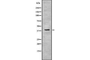Western blot analysis IDH3B using NIH-3T3 whole cell lysates (IDH3B antibody  (N-Term))