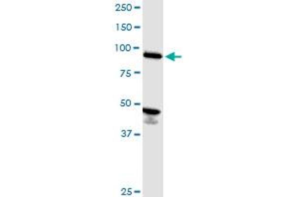 ASCC2 antibody  (AA 672-757)
