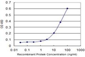 Detection limit for recombinant GST tagged RORC is 1 ng/ml as a capture antibody. (RORC antibody  (AA 412-517))