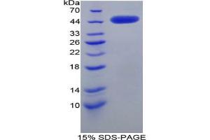 SDS-PAGE analysis of Rat CRH Protein. (CRH Protein)