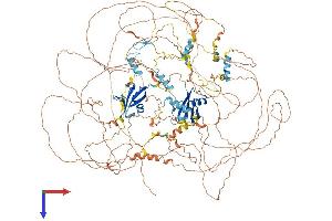 Cordon-Bleu WH2 Repeat Protein (COBL) (AA 1-1337) protein (His tag)