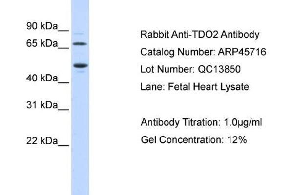TDO2 antibody  (N-Term)
