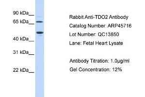 WB Suggested Anti-TDO2 Antibody Titration: 0.
