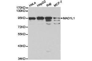 Western Blotting (WB) image for anti-MAD1 Mitotic Arrest Deficient-Like 1 (MAD1L1) antibody (ABIN1873580) (MAD1L1 antibody)