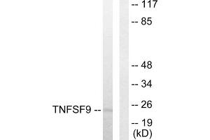 Western blot analysis of extracts from HUVEC cells, using TNFSF9 antibody.