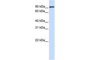 Image no. 1 for anti-Melanoma Inhibitory Activity Protein 2 (MIA2) (AA 540-589) antibody (ABIN6740688) (MIA2 antibody  (AA 540-589))