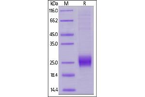 Biotinylated Human CTLA-4, His,Avitag on  under reducing (R) condition.