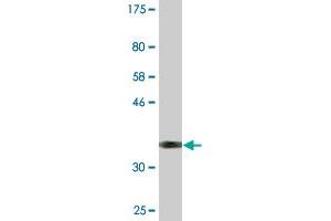 Western Blot detection against Immunogen (36. (DUX3 antibody  (AA 1-95))