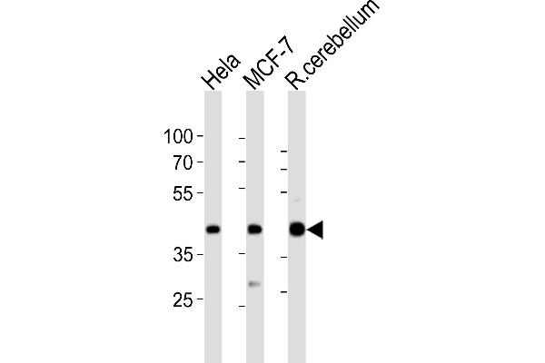 LAPTM4B antibody  (AA 195-209)