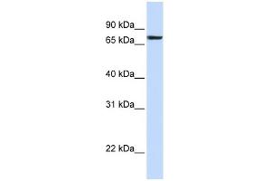 WB Suggested Anti-HS2ST1 Antibody Titration:  0. (HS2ST1 antibody  (N-Term))