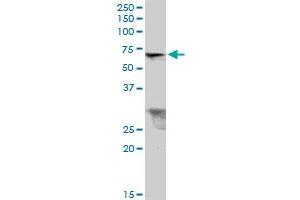 TRIM26 MaxPab polyclonal antibody. (TRIM26 antibody  (AA 1-539))