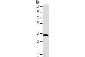 Western Blotting (WB) image for anti-Syntaxin 11 (STX11) antibody (ABIN2424252) (Syntaxin 11 antibody)
