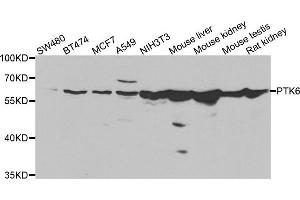 Western blot analysis of extracts of various cell lines, using PTK6 antibody. (PTK6 antibody)