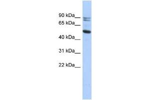 WB Suggested Anti-CAPN10 Antibody Titration: 0. (CAPN10 antibody  (N-Term))