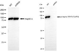 Western blotting analysis using phospho-STAT3 (Tyr705) antibody (ABIN7800340).