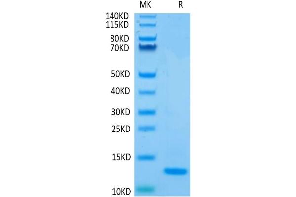 TGFB2 Protein (AA 303-414)