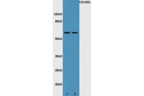 IL22 Receptor alpha 1 anticorps  (AA 41-150)