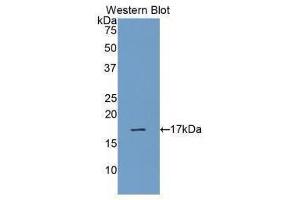 Western Blotting (WB) image for anti-Ribonuclease, RNase A Family, 1 (Pancreatic) (RNASE1) (AA 29-156) antibody (ABIN1078491) (RNASE1 antibody  (AA 29-156))