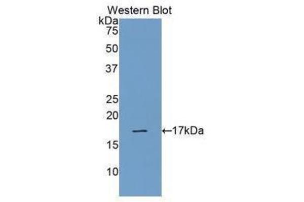 RNASE1 Antikörper  (AA 29-156)