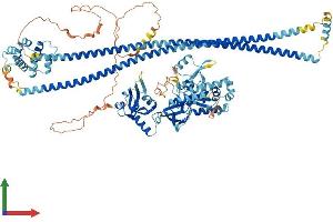 AlphaFold protein structure predicition of Human Recombinant CARD14 Protein, UniprotID Q9BXL6 (CARD14 Protein (AA 1-1004) (His tag))