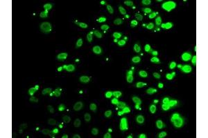 Immunofluorescence (IF) image for anti-FIP1 Like 1 (FIP1L1) (AA 1-300) antibody (ABIN6140640)